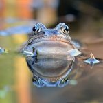 Grasfrosch